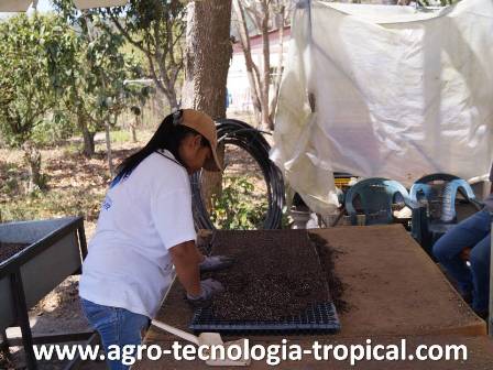 semillero terminando de llenar bandejas